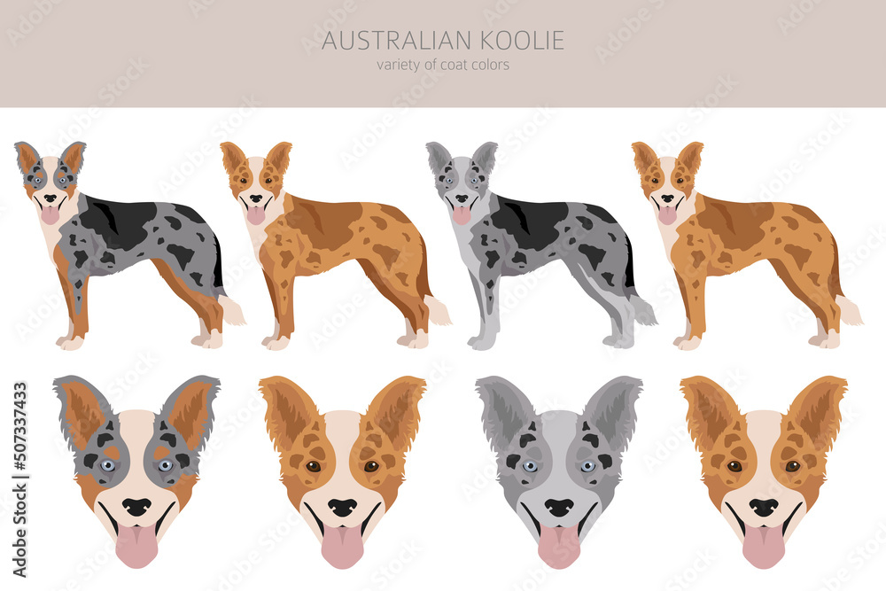Australian koolie clipart. Different poses, coat colors set