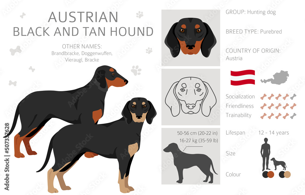 Austrian black and tan hound clipart. Different poses, coat colors set