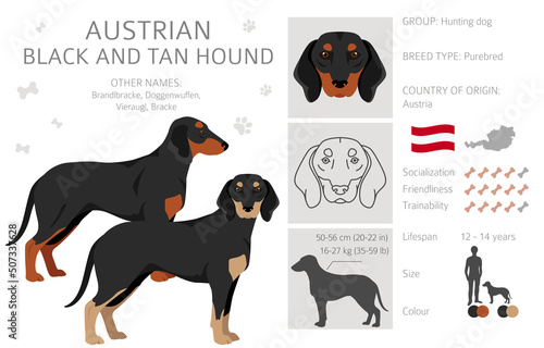 Austrian black and tan hound clipart. Different poses, coat colors set photo