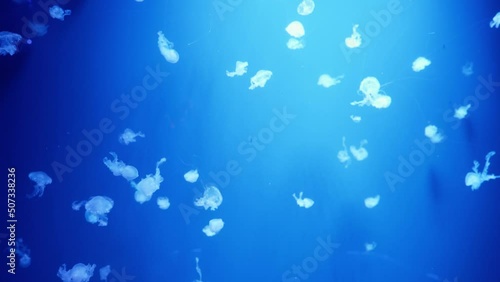 video collection. Sea and ocean jellyfish swim in the water close-up. Illumination and bioluminescence in different colors in the dark. Exotic and rare jellyfish in the aquarium photo