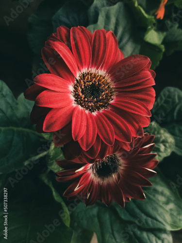 red gerbera flower photo
