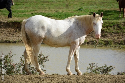 horse and foal