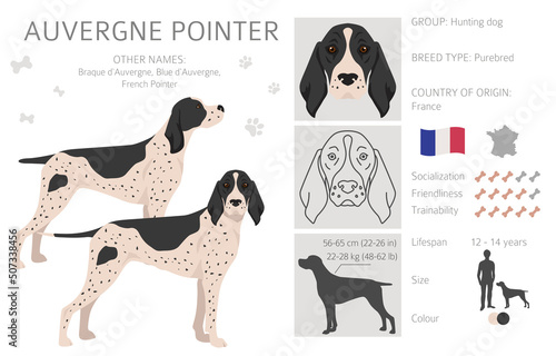 Auvergne Pointer clipart. Different poses, coat colors set