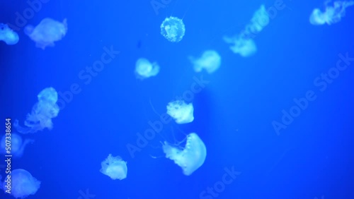 video collection. Sea and ocean jellyfish swim in the water close-up. Illumination and bioluminescence in different colors in the dark. Exotic and rare jellyfish in the aquarium photo