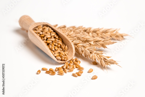 Wheat grain in wooden scoop and bundle of wheat spikes isolated on white. Concept of food supply, vegetarian diet, carbs and nutrients