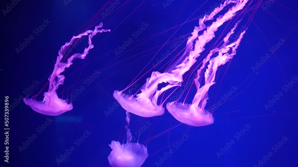 video collection. Sea and ocean jellyfish swim in the water close-up ...