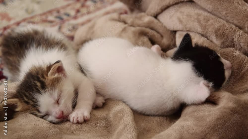 Little three weeks old kittens sleeping together
Little three weeks old kittens sleeping together