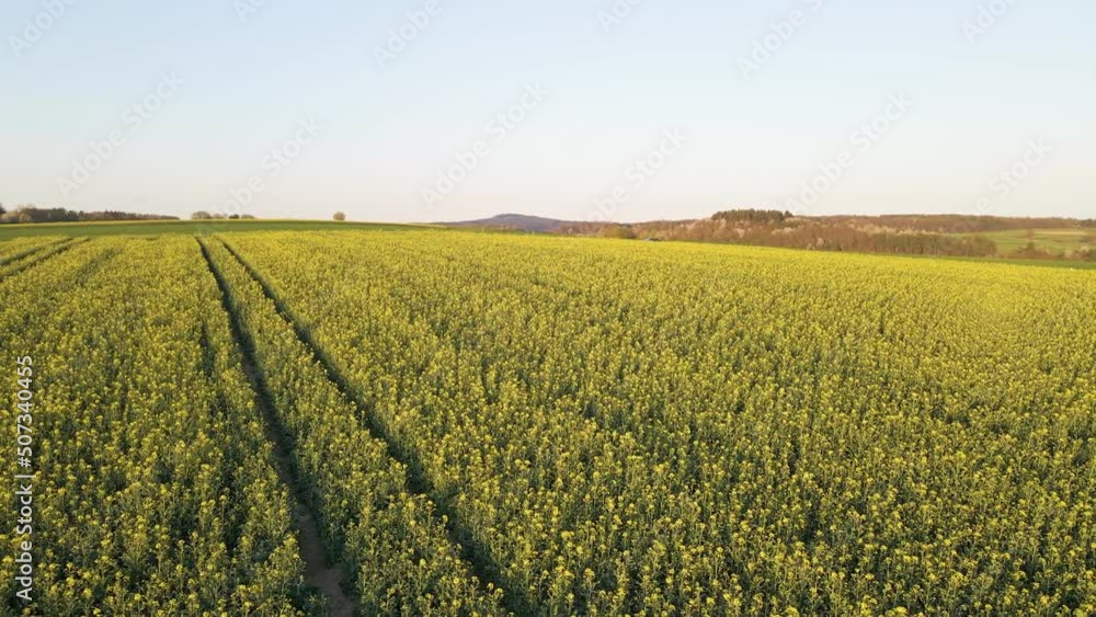 Lush and expansive rapeseed field blossoming in the stunning countryside of Hesse in Germany, Europe. Wide angle aerial shot Lush and expansive rapeseed field blossoming in the stunning countryside of Hesse in Germany, Europe. Wide angle aerial shot
