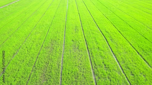 Drone flying over the beautiful rice field scenery. nature green pattern
 photo