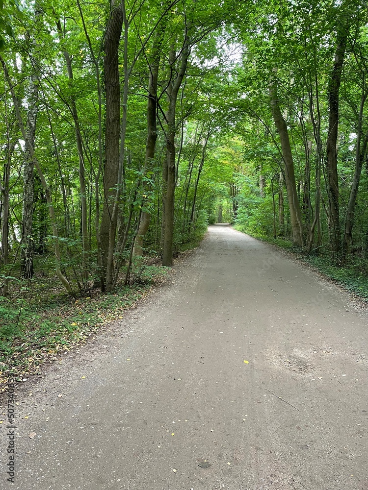 Fototapeta premium road in the woods