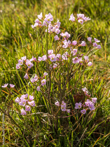 Cuckoo flower growing in fields at Pickmere Lake, Knutsford, Cheshire, UK