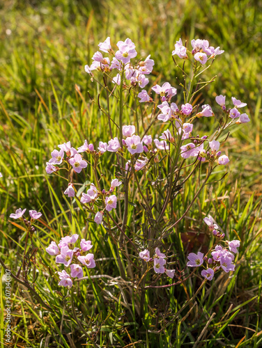 Cuckoo flower growing in fields at Pickmere Lake, Knutsford, Cheshire, UK
