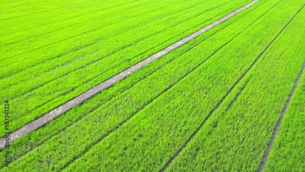 Aerial view of agriculture in rice fields for cultivation. Natural texture for background. green rice paddies in Nonthaburi, Thailand. 4K drone.
Aerial view of agriculture in rice fields for cultivation. Natural texture for background. green rice paddies in Nonthaburi, Thailand. 4K drone.