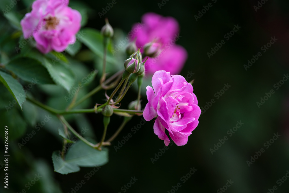 A close-up of the fuchsia rose