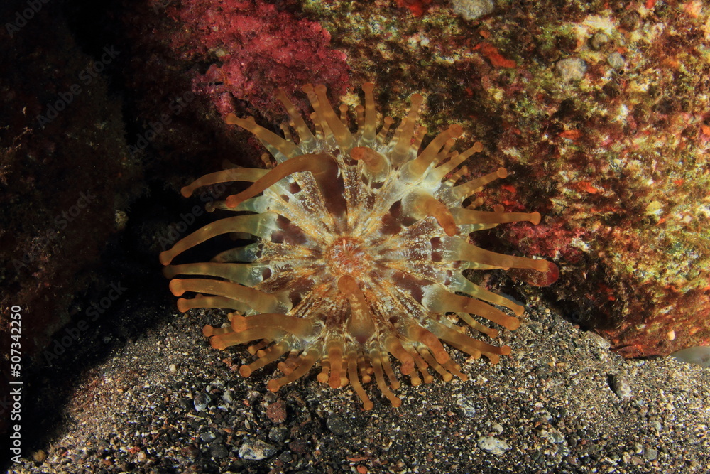 Anemone in its marine habitat
