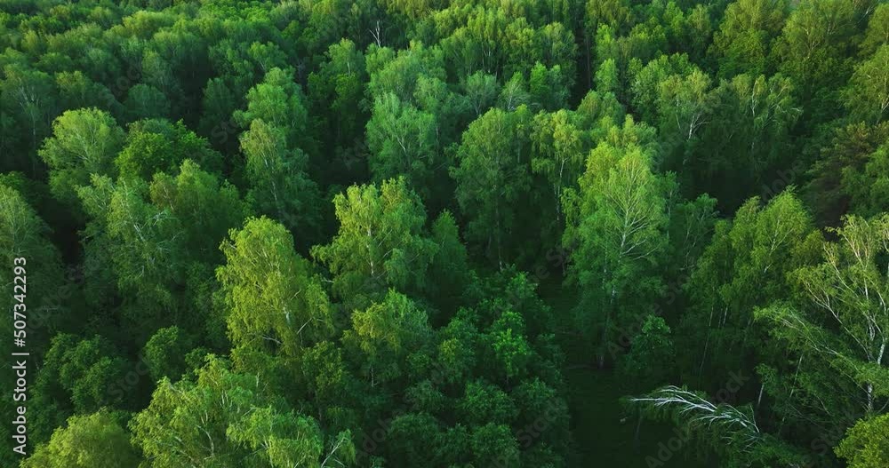 Flight through the dark forest in summer. Birch Grove. Aerial view
Flight through the dark forest in summer. Birch Grove. Aerial view
