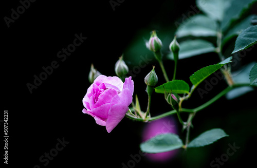 A close-up of the fuchsia rose