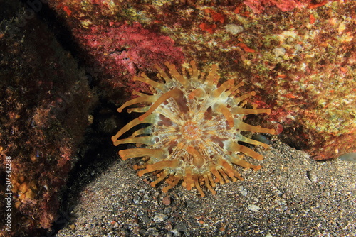 Anemone in its marine habitat