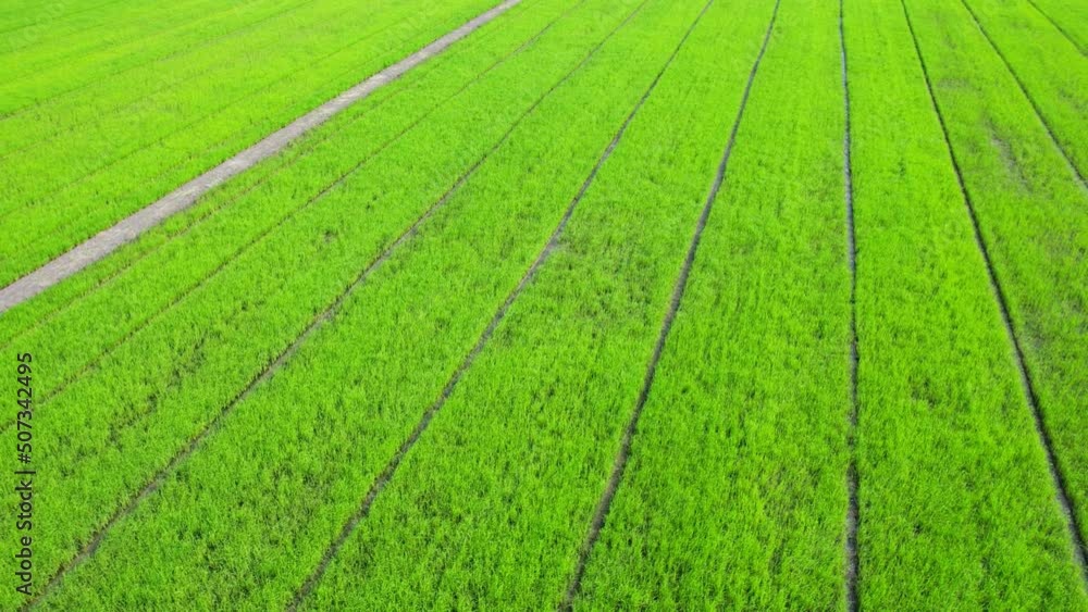 Aerial view of agriculture in rice fields for cultivation. Natural texture for background. green rice paddies in Nonthaburi, Thailand. 4K drone.
Aerial view of agriculture in rice fields for cultivation. Natural texture for background. green rice paddies in Nonthaburi, Thailand. 4K drone.