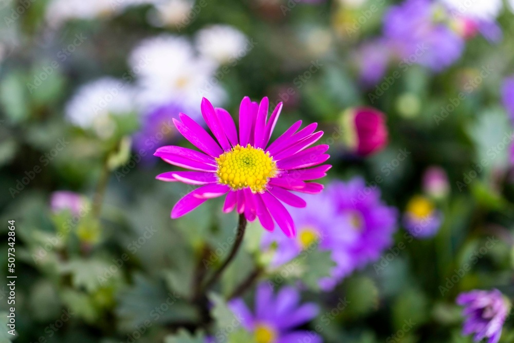 Fototapeta premium close-up photo of a brachycome flower