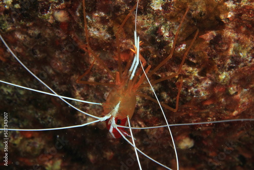 Shrimp walking on the seabed of the Atlantic Ocean in their natural habitat surrounded by rocks, algae and sand