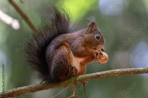 squirrel eating nut © Sabine