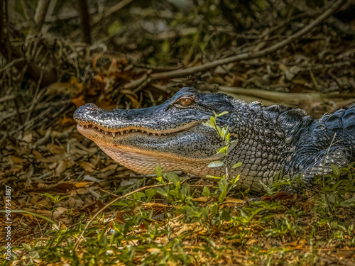 Young Alligator Grinning in the Sunlight