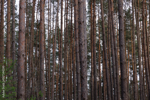 Wald bäume Baumschule holz
