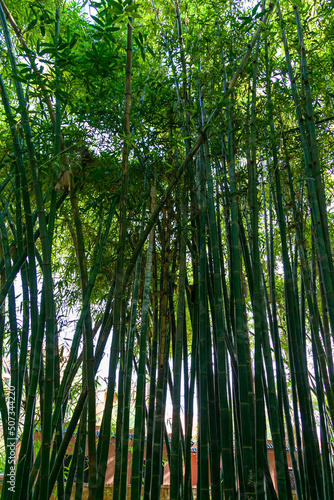 bamboo inside the Majorelle gardens in Marrakech