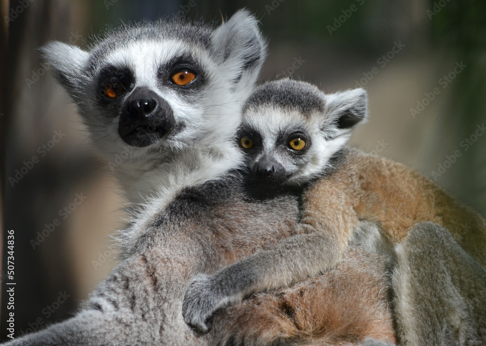 Obraz premium ring lemur