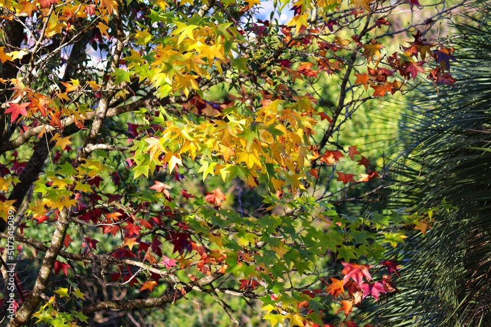 Photograph of the beautiful landscape of the trees in autumn. Photograph of the beautiful landscape of the trees in autumn.
