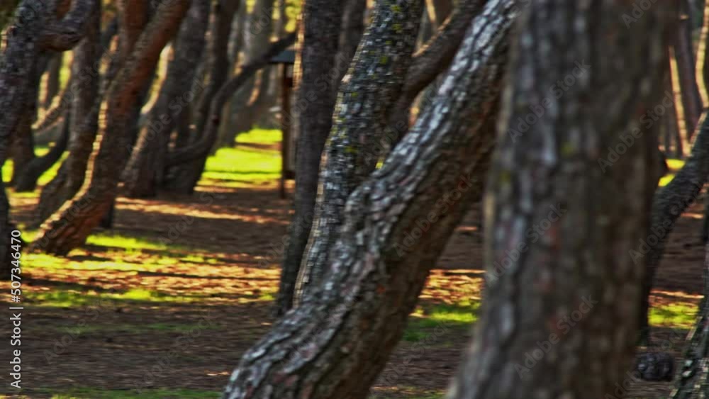 Twisted pines and straight trunks, in the Pineta Filiani, illuminated by the first light of dawn on the Adriatic Sea. Pineto, Abruzzo Twisted pines and straight trunks, in the Pineta Filiani, illuminated by the first light of dawn on the Adriatic Sea. Pineto, Abruzzo