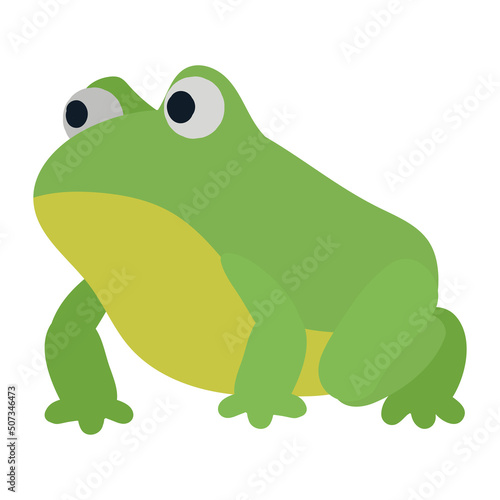 toad wild animal