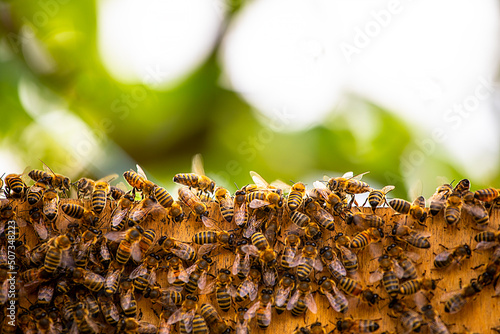 close-up of a honey bee swarm on a blurred background. Apitherapy