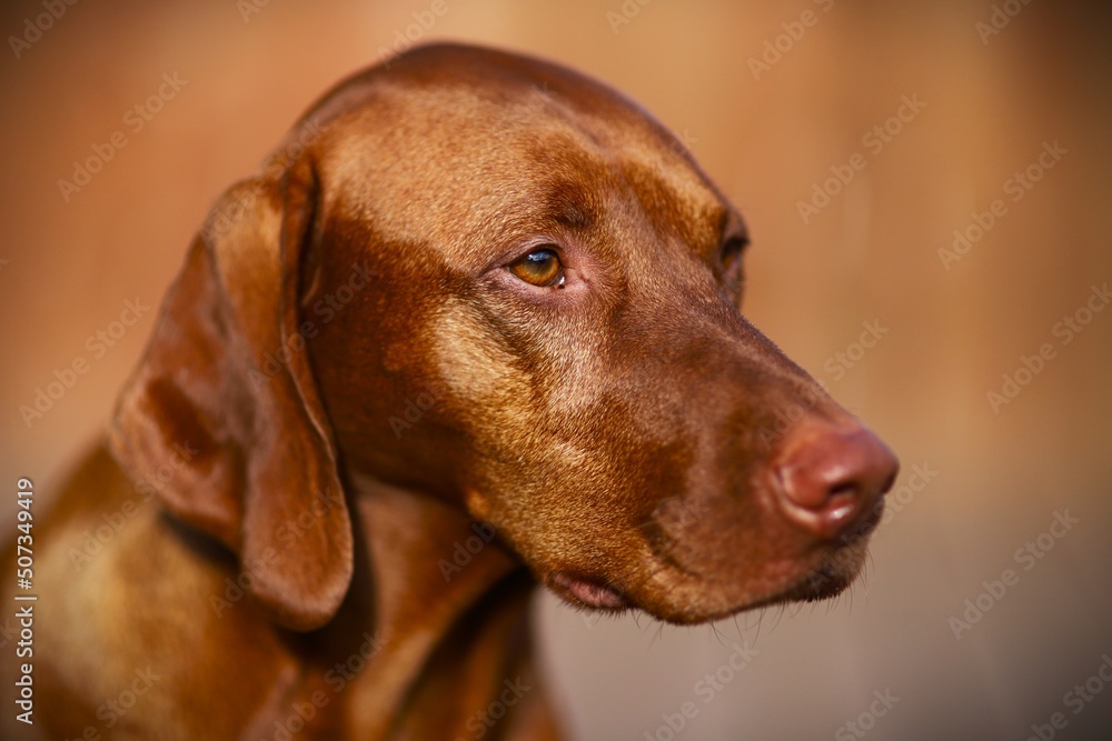 portrait of a dog portrait of a dog