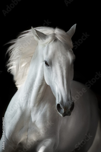 White horse portrait with long mane