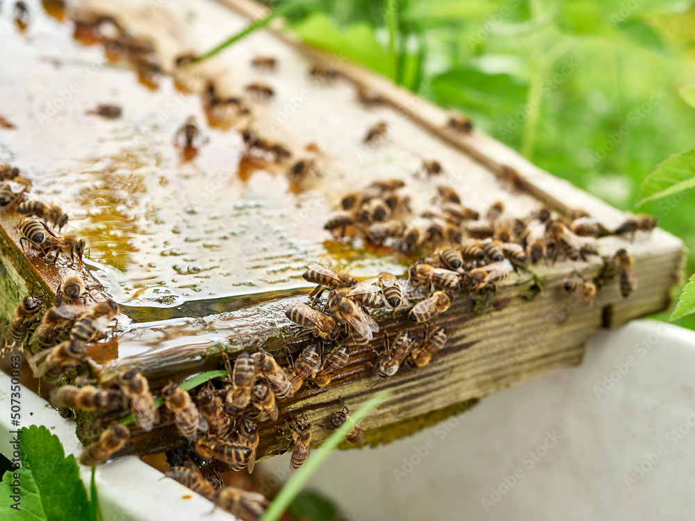 Bees drink water from a drinking bowl in an apiary. Care and work with bees. Making honey. Apiculture. Bees drink water from a drinking bowl in an apiary. Care and work with bees. Making honey. Apiculture.