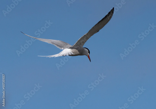 common tern,  (Sterna hirundo)