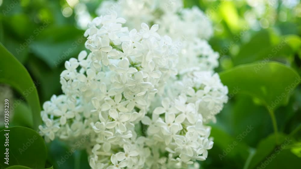 Branches of Blooming White Lilac Sway in the Wind Branches of Blooming White Lilac Sway in the Wind