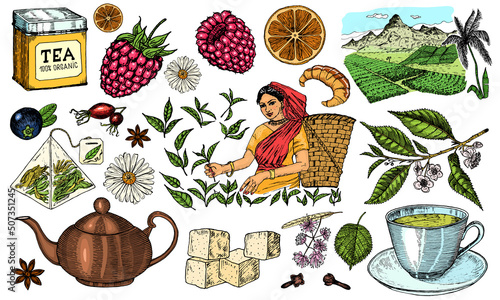 Herbal Tea bag brewing cooking directions. Teapot, cup, sugar, plants, landscape, raspberries, croissant, lemon, chamomile. The woman is harvesting. Ingredients for shop frame. Engraved style.