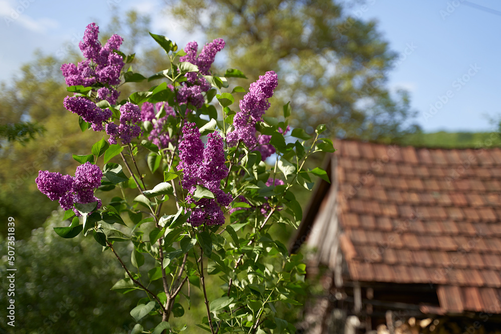 Young tiny lilac tree growing by a wooden tent on old rural house tiled roof background in spring