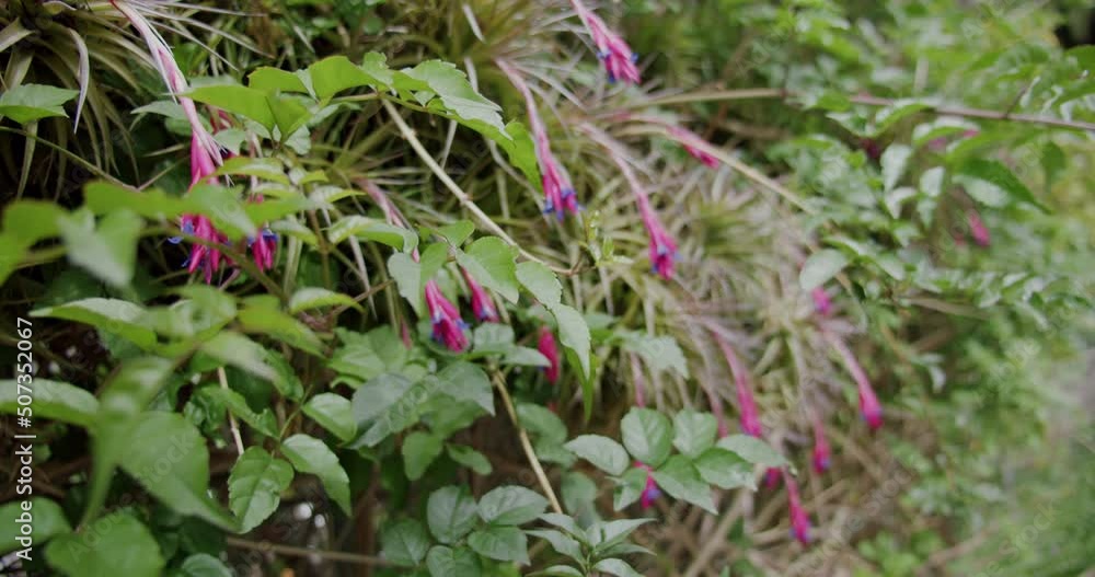Spring flowers in bloom, Masca Gorge, Tenerife, Canary Islands, Spain. Close-up footage Spring flowers in bloom, Masca Gorge, Tenerife, Canary Islands, Spain. Close-up footage