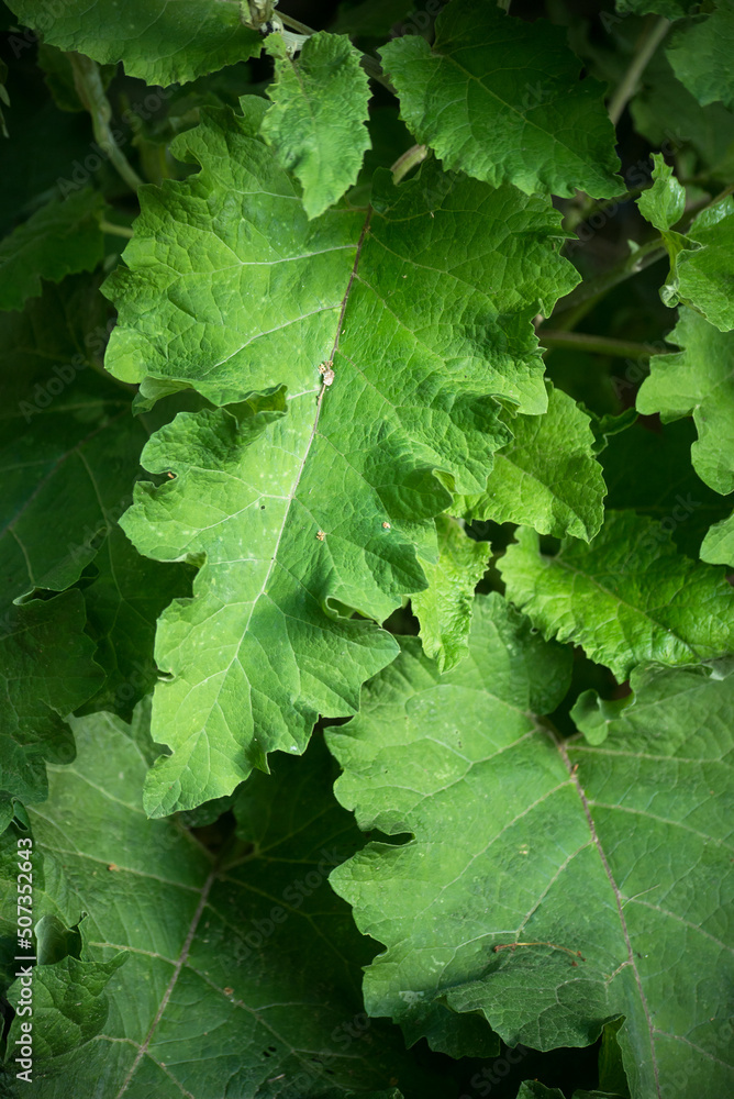 Closeup of burdocks leaves in the forest Closeup of burdocks leaves in the forest