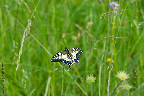 Old World Swallowtail or common yellow swallowtail (Papilio machaon) sitting on violet flower in Zurich, Switzerland photo