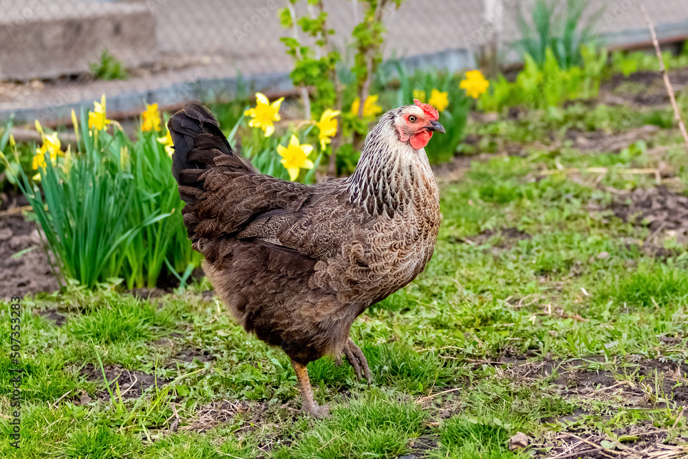 Fototapeta premium Chicken with dark medley feathers in the garden near the flowers