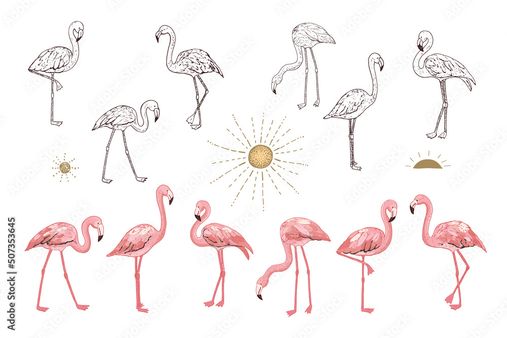 Fototapeta premium Flamingo pink birds vector illustrations line set