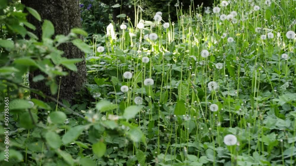 White Dandelion Field