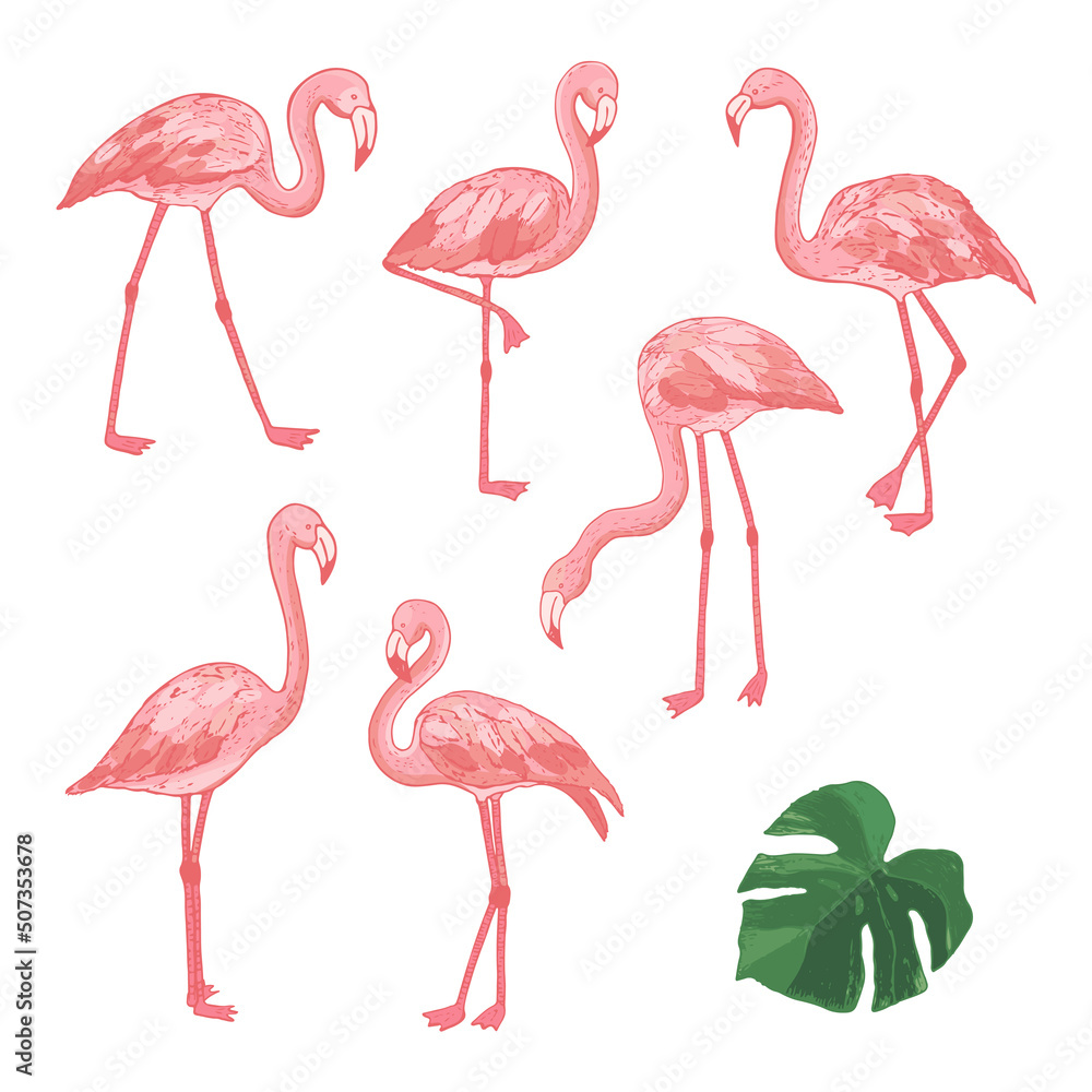 Fototapeta premium Flamingo pink birds vector illustrations line set