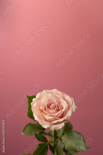 Lonely tea rose on a pink background