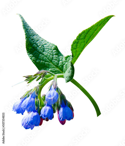 Comfrey (Symphytum officinale) flowers of a used in organic medicine. comfrey flowers isolated on white background photo